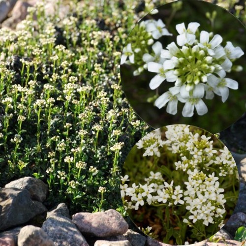 Arabis ferdinandi-coburgii - Tähtkarvane hanerohi C1,5/1,5L